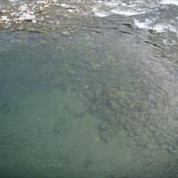 PESCA SPORTIVA